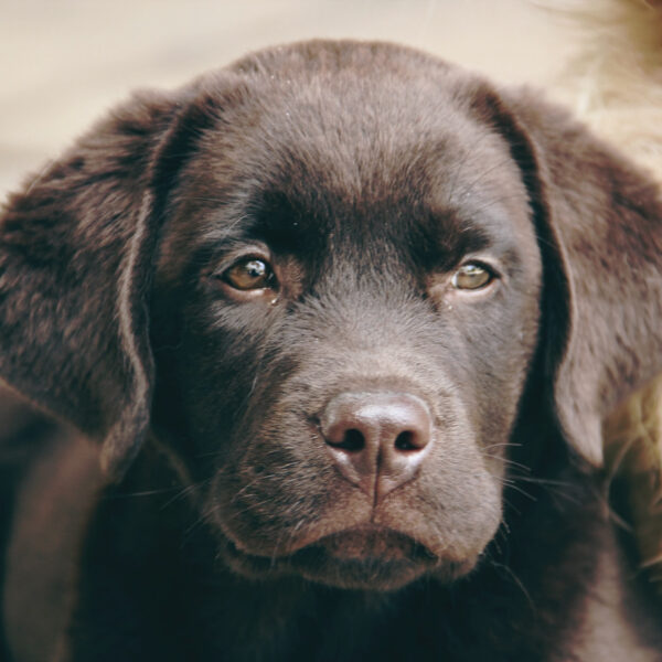Charlie my Labrador pup